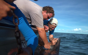 Attaching a satellite tag to a shark